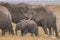 African Elephants feeding at Amboseli national Park ,Kenya.