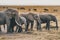 African Elephants feeding at Amboseli national Park ,Kenya.