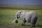 African Elephants feeding at Amboseli national Park ,Kenya.