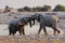 African elephants fight, etosha nationalpark, namibia