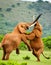 African Elephants fighting