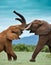 African Elephants fighting