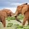 African Elephants fighting