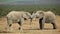 African elephants fighting