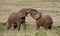 African Elephants fighting / trunk wrestling