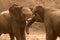 African Elephants fighting / trunk wrestling