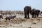 African elephants at Gemsbok, sprinbok and zebras at waterhole