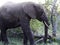 African Elephants (genus Loxodonta) in their jungle habitat : (pix Sanjiv Shukla)