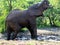 African Elephants (genus Loxodonta) in their jungle habitat : (pix Sanjiv Shukla)