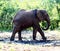 African Elephants (genus Loxodonta) in their jungle habitat : (pix Sanjiv Shukla)