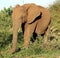 African Elephants (genus Loxodonta) in their jungle habitat : (pix Sanjiv Shukla)