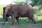 African Elephants (genus Loxodonta) in their jungle habitat : (pix Sanjiv Shukla)