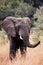 African Elephants in golden grass field in Grumeti reserve, Serengeti Savanna forest