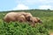 African elephants grazing