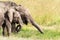 African elephants grazing on the lush grass of the Masai Mara, Kenya