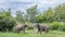 African elephants greeting in the wilderness