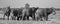 African Elephants group BW