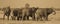 African Elephants group sepia