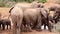 African Elephants Jostling at the Waterhole