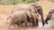 African Elephants Jostling at the Waterhole