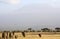 African elephants and the Kilimanjaro, Amboseli National Park, K