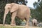 African elephants, kind loving tender relationship, mother and child, cute tiny baby elephant following mother, natural outdoors