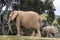 African elephants, kind loving tender relationship, mother and child, cute tiny baby elephant following mother, natural outdoors
