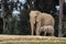 African elephants, kind loving tender relationship, mother and child, cute tiny baby elephant following mother, natural outdoors