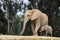 African elephants, kind loving tender relationship, mother and child, cute tiny baby elephant following mother, natural outdoors