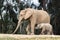 African elephants, kind loving tender relationship, mother and child, cute tiny baby elephant following mother, natural outdoors