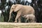 African elephants, kind loving tender relationship, mother and child, cute tiny baby elephant following mother, natural outdoors