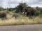 African Elephants, Kruger National Park.