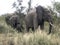 African Elephants, Kruger National Park.