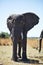 African elephants, Loxodon africana, in Bwabwata National Park , Namibia