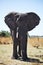 African elephants, Loxodon africana, in Bwabwata National Park , Namibia