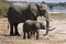 African Elephants (Loxodonta africana)