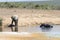 African elephants Loxodonta africana at Addo Elephant National Park, Eastern Cape, South Africa