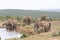 African elephants Loxodonta africana at Addo Elephant National Park, Eastern Cape, South Africa drinking at Gwarrie Pan