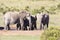 African elephants Loxodonta africana at Addo Elephant National Park, Eastern Cape, South Africa. Herd at Ngulube  waterhole