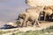 African elephants Loxodonta africana at Addo Elephant National Park, Eastern Cape, South Africa. Herd walking around a waterhole