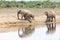 African elephants Loxodonta africana at Addo Elephant National Park, Eastern Cape, South Africa reflected in Gwarrie Pan