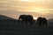 African Elephants Loxodonta Africana, Ndovu or Tembo and African sunset on the African Savanna.