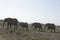 African Elephants Loxodonta Africana, Ndovu or Tembo and African sunset on the African Savanna.