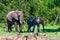 African elephants or Loxodonta cyclotis in nature