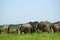 African elephants, Maasai Mara Game Reserve, Kenya