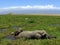 African Elephants in Marshlands