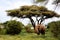 African elephants in Masai Mara.