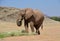 African elephants, Namibia