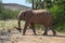 African elephants, Namibia