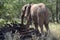 African elephants, Namibia